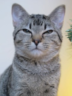 assessment days vacation scheme application help