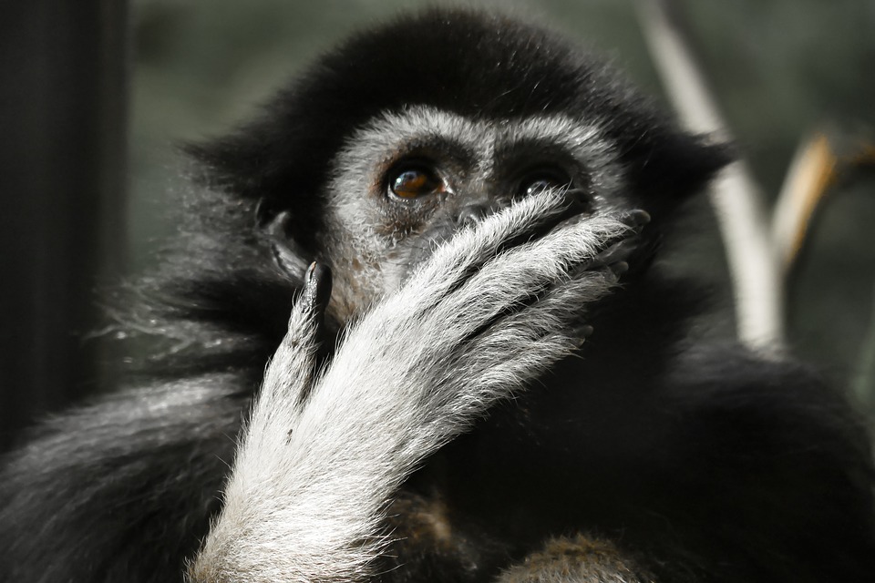 Monkey No Rene To everyone who has been rejected this year… – Apply.Shine.Win