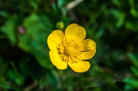 buttercup-2101802