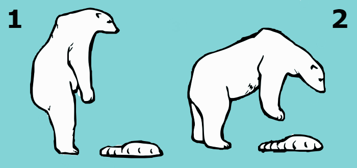 polar bear posture