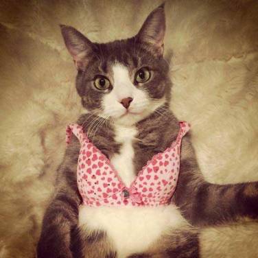 cat in bra
