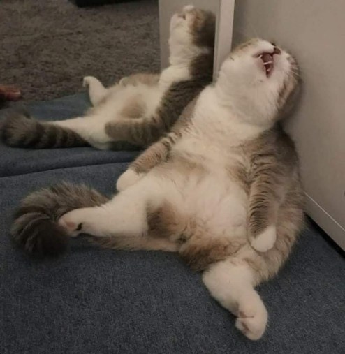 cat commercial awareness - yes, another one